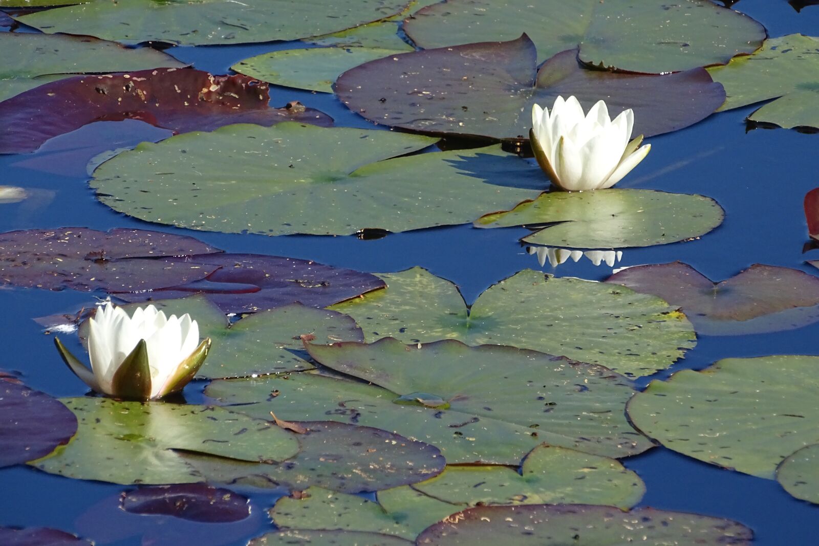Sony Cyber-shot DSC-HX400V sample photo. Water lily, nature photography