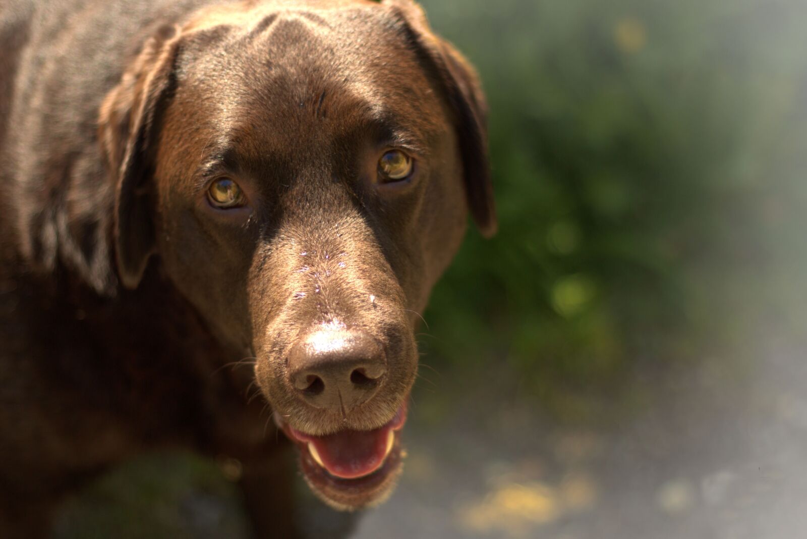 Canon EOS 700D (EOS Rebel T5i / EOS Kiss X7i) + Canon EF 50mm F1.8 II sample photo. Dog, eyes, pet photography