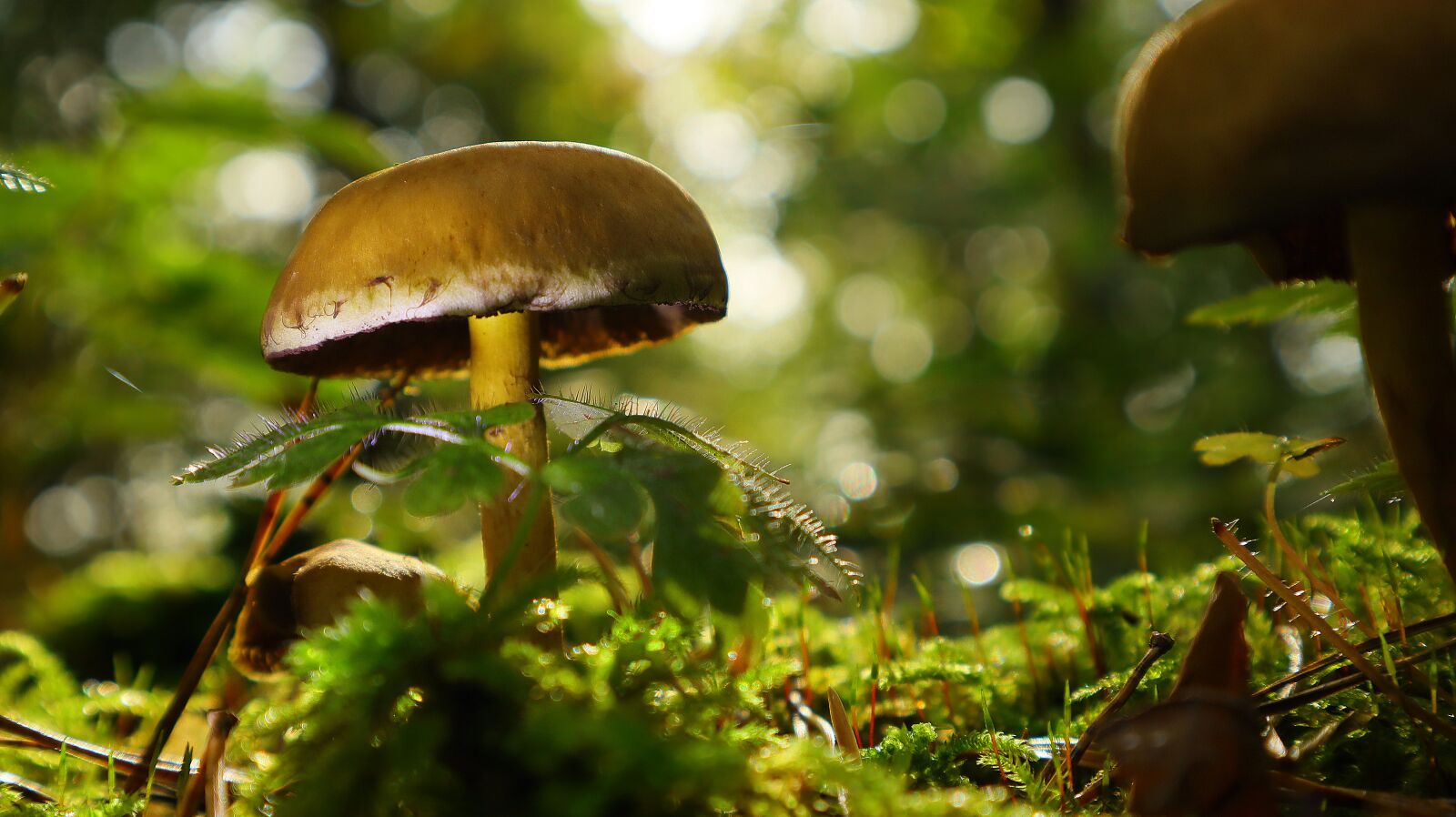 Canon EF-M 15-45mm F3.5-6.3 IS STM sample photo. Mushroom, close up, forest photography