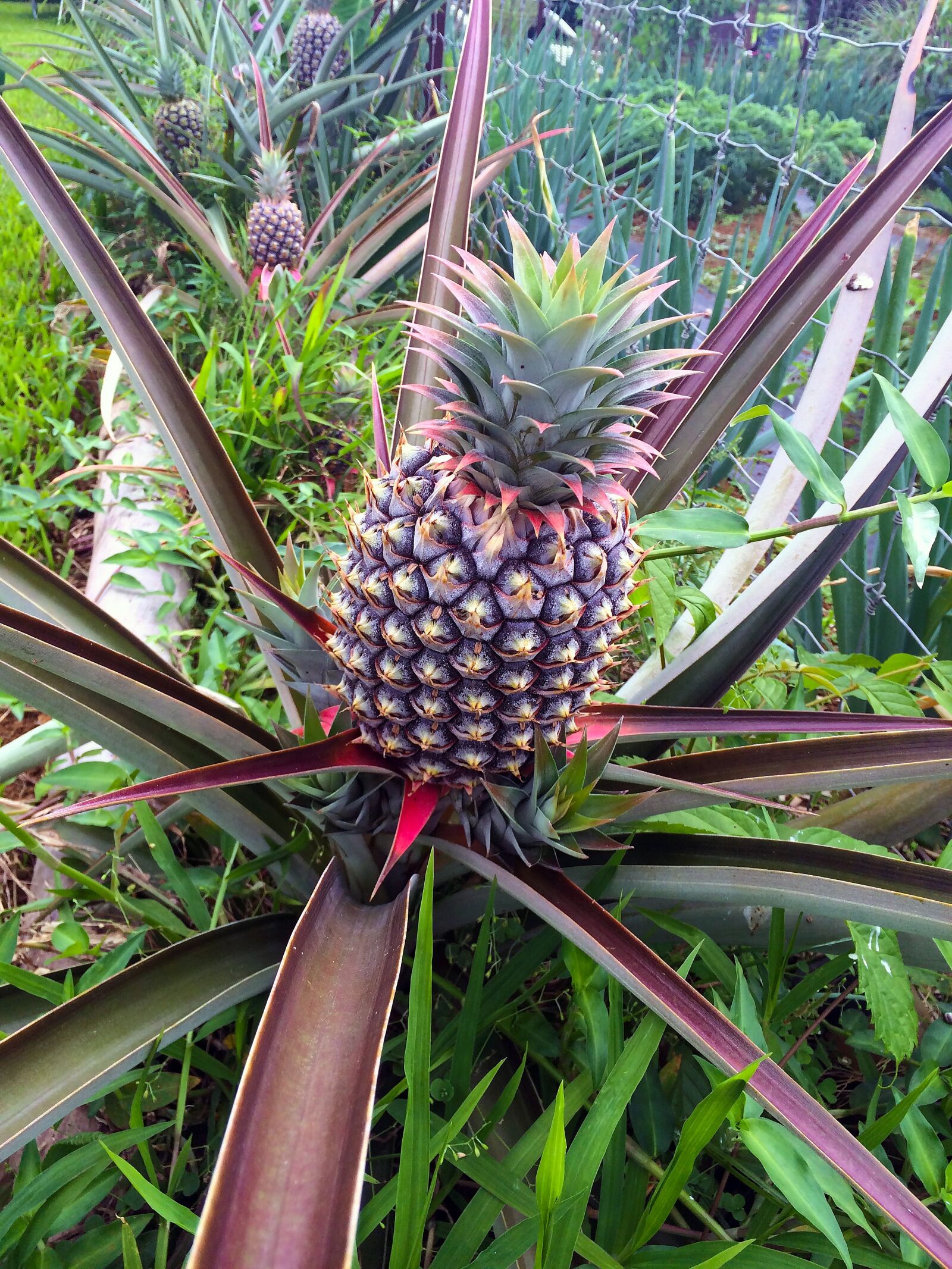 Apple iPhone 5s sample photo. Pineapple plant, pineapple, fruit photography