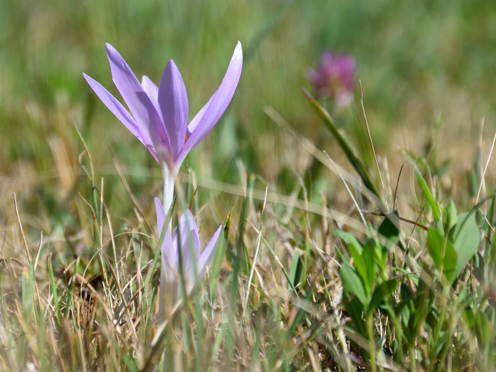 Nikon D5500 sample photo. Flower, meadow, nature photography