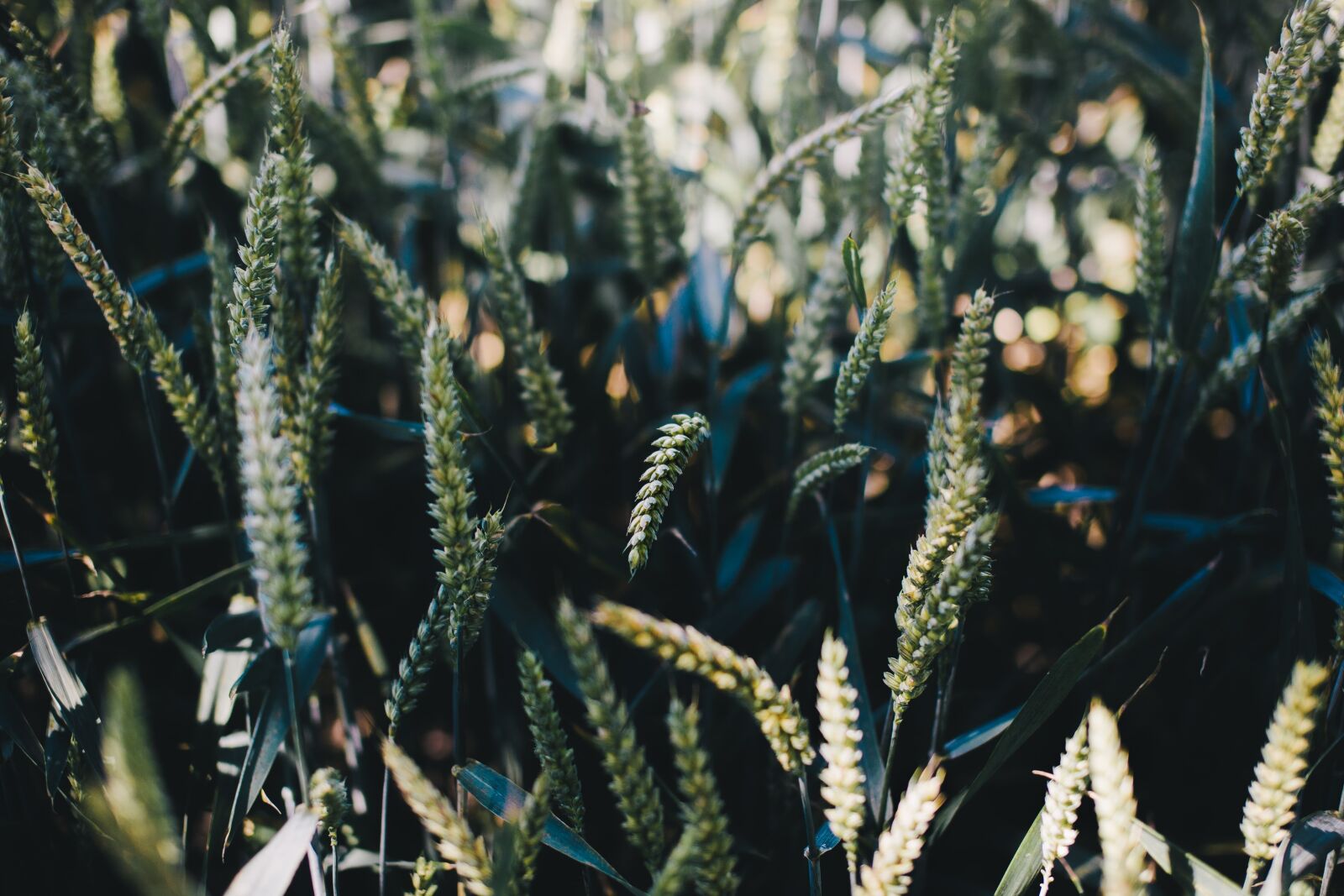 Canon EOS 5D Mark II sample photo. Close-up, field, grass photography