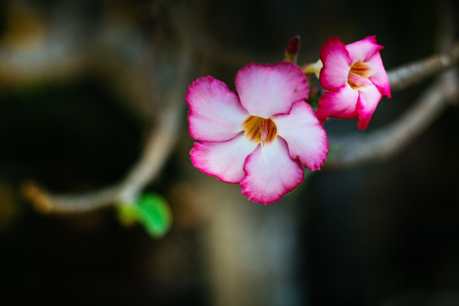 Canon EOS 700D (EOS Rebel T5i / EOS Kiss X7i) + Canon EF 50mm F1.8 STM sample photo. Invited to visit, plant photography
