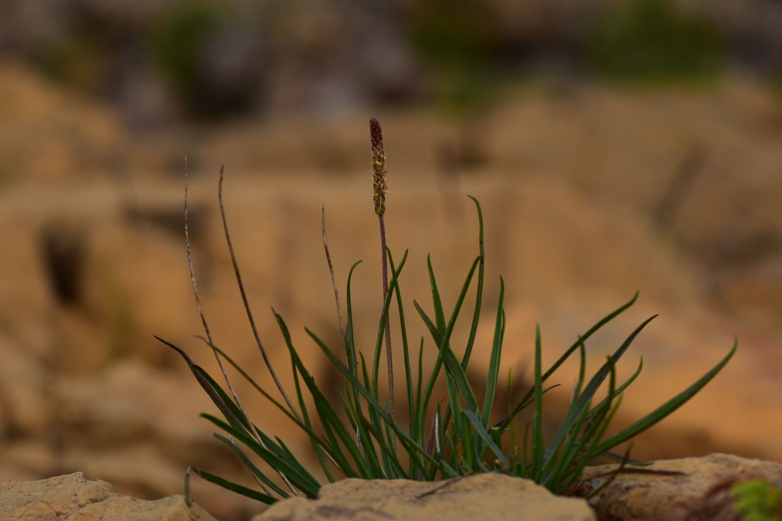 Nikon D5500 sample photo. Grass, panicle, inflorescence photography