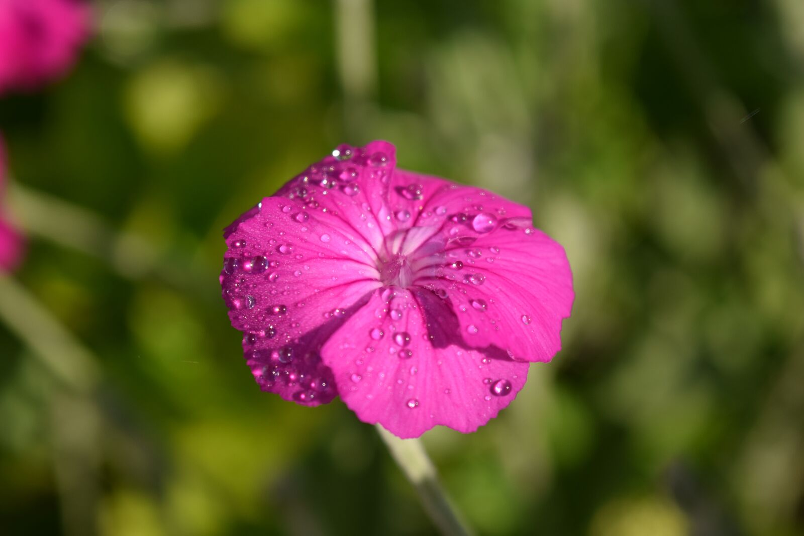 Nikon D3300 sample photo. Crowns campion, lychnis coronaria photography