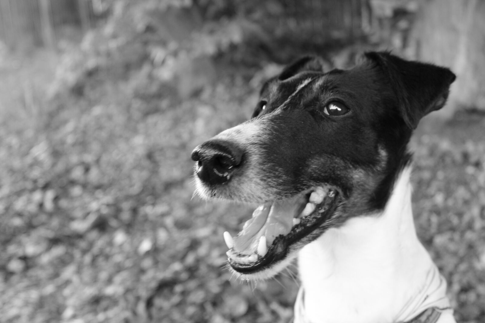 Canon EOS 600D (Rebel EOS T3i / EOS Kiss X5) sample photo. Dog, foxterier, animal photography