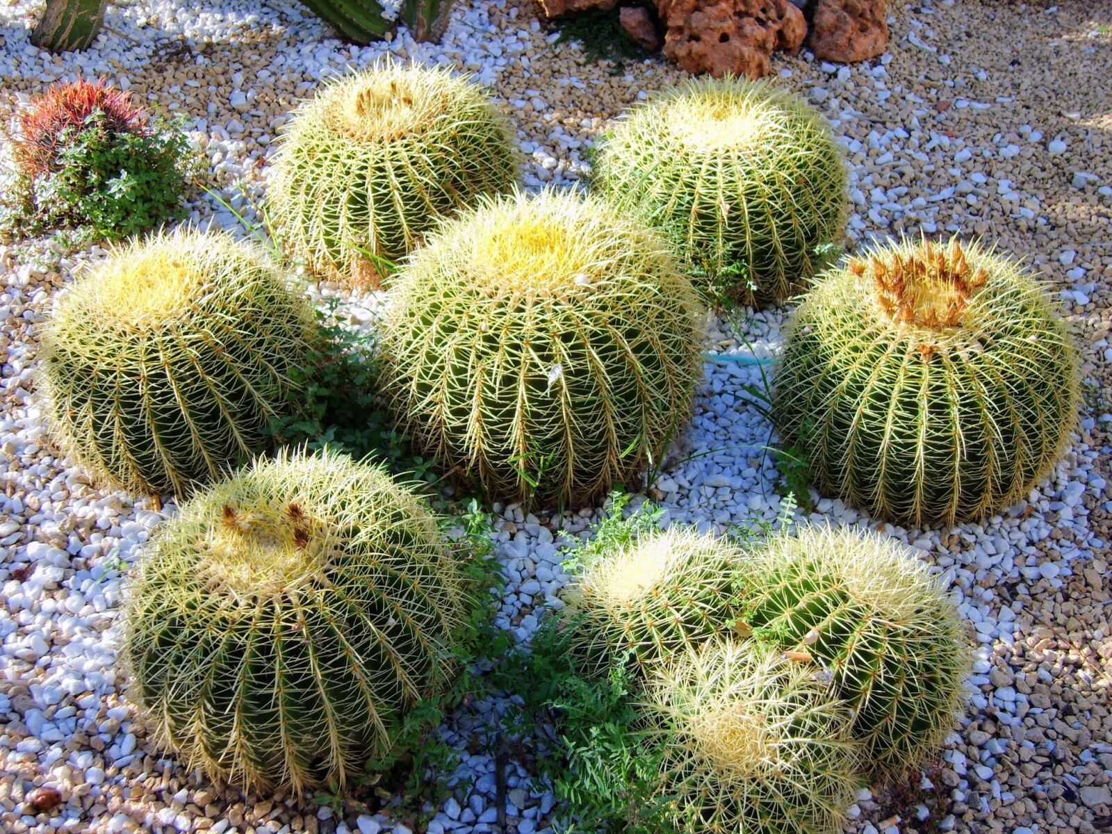Samsung Digimax S830 / Kenox S830 sample photo. Summer, spain, cactus photography