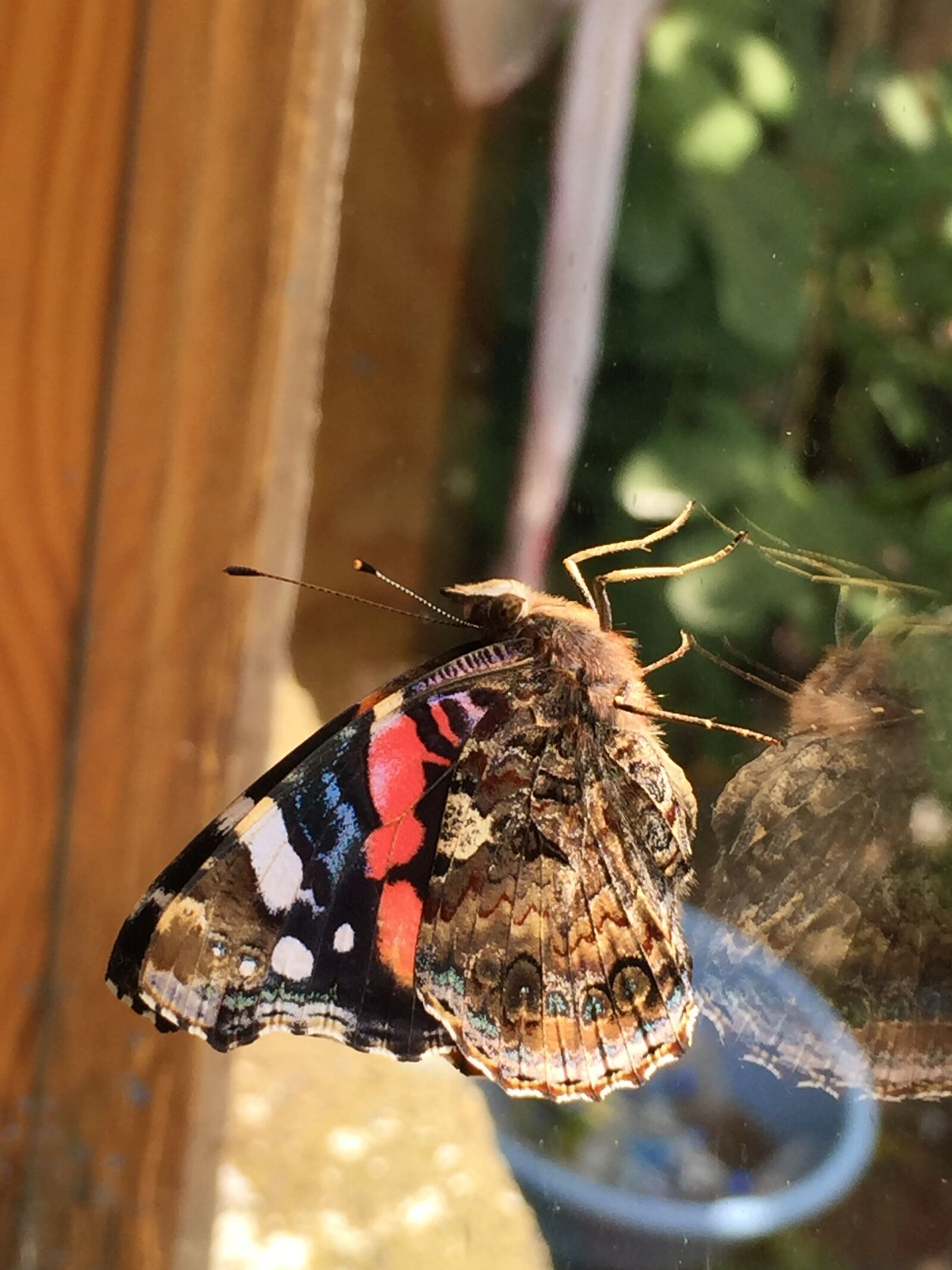 iPhone 6 Plus back camera 4.15mm f/2.2 sample photo. Butterfly, closeup, window photography