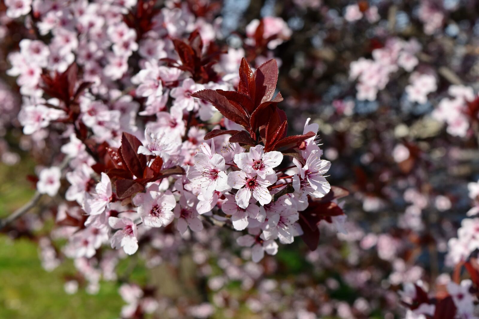Nikon D5500 sample photo. Branches, plant, shrub, branch photography