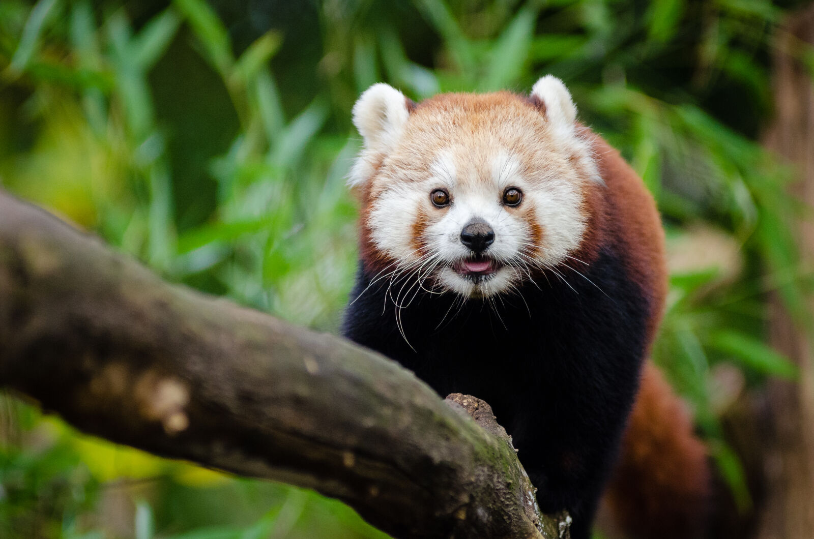 AF Zoom-Nikkor 80-200mm f/2.8 ED sample photo