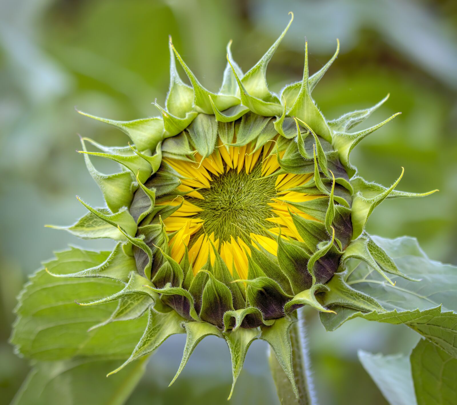 Sigma 100-400mm F5-6.3 DG OS HSM sample photo. Sunflower, unopened, closed photography