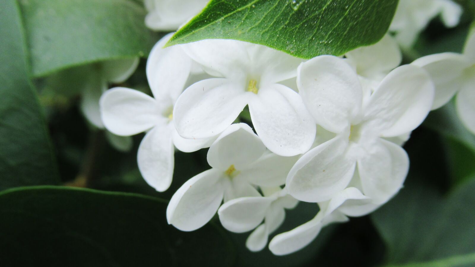 Canon PowerShot SX620 HS sample photo. Lilac, white, flower photography