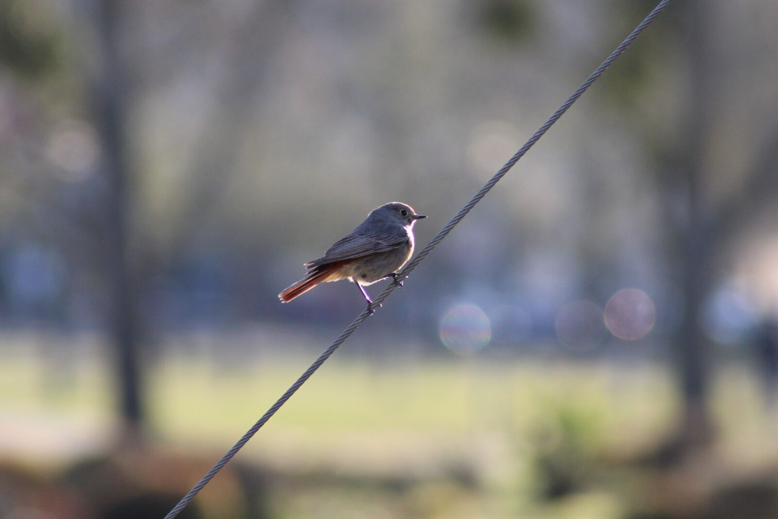 Canon EOS 2000D (EOS Rebel T7 / EOS Kiss X90 / EOS 1500D) sample photo. Rotschwaenzchen, bird, songbird photography
