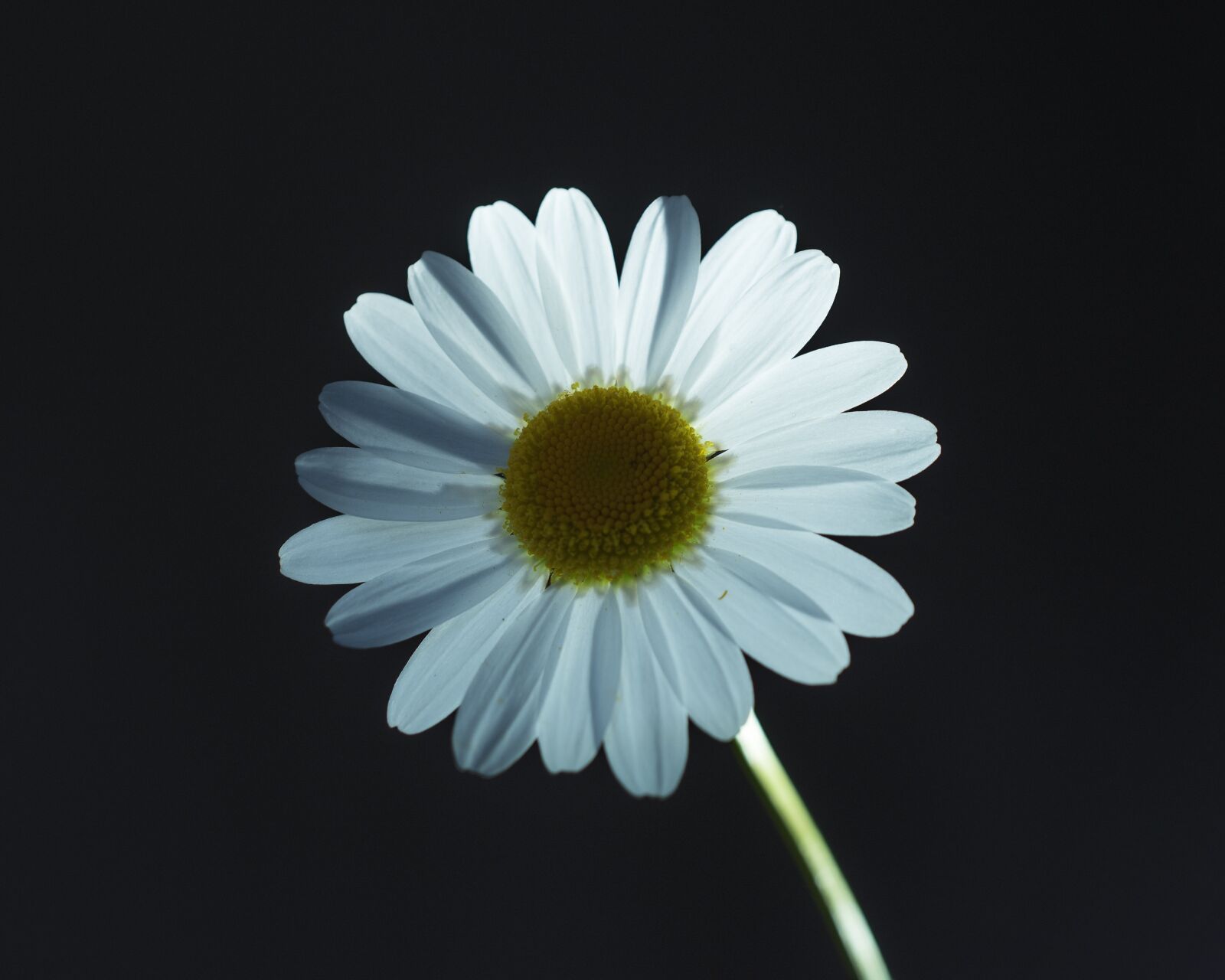 Nikon D5600 sample photo. Marguerite, flower, spring photography
