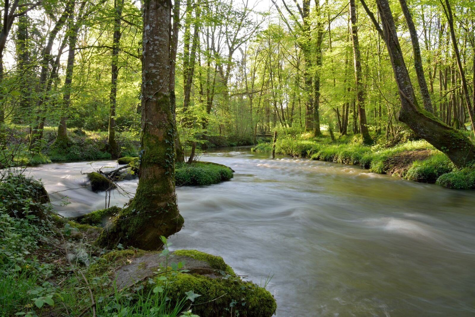 Nikon D750 sample photo. River, trees, nature photography