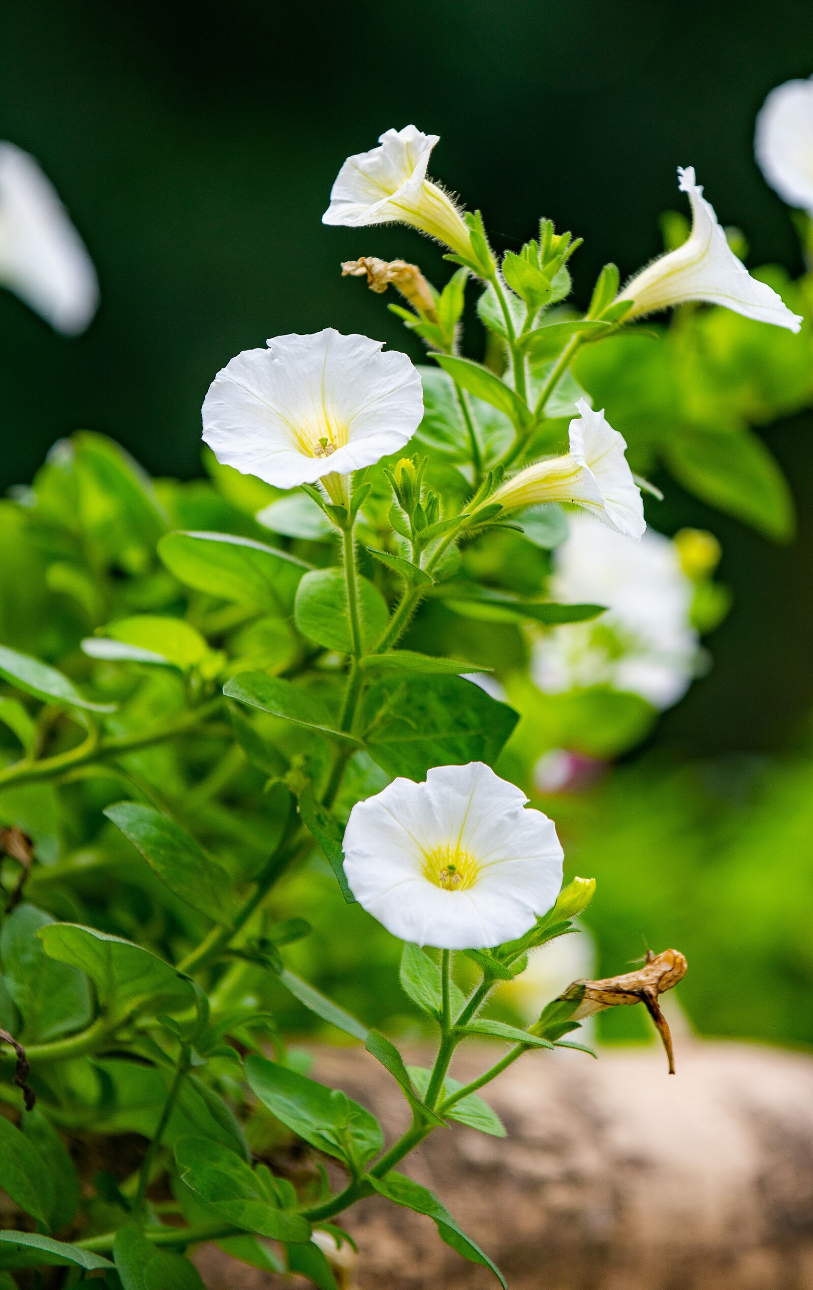 Nikon D810 sample photo. Flower, nest workshop, tree photography