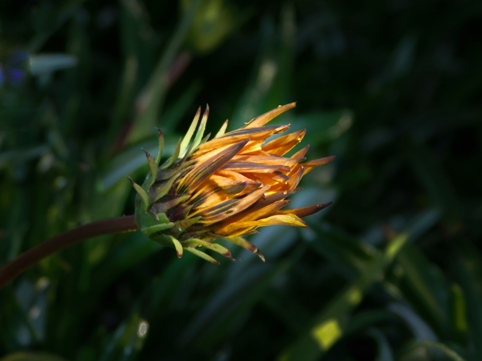 Nikon Coolpix B500 sample photo. Flower, yellow, nature photography