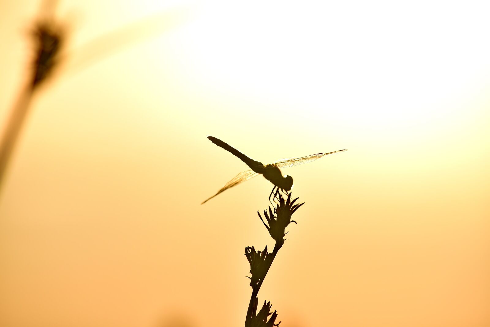 Nikon D5500 sample photo. Dragonfly, lacewing, shadow, silhouette photography