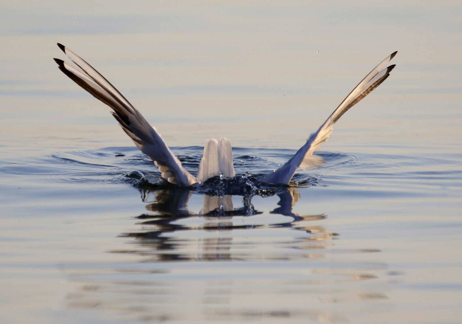 Canon EOS 7D Mark II + Canon EF 100-400mm F4.5-5.6L IS USM sample photo. Seagull, immersion, prey photography