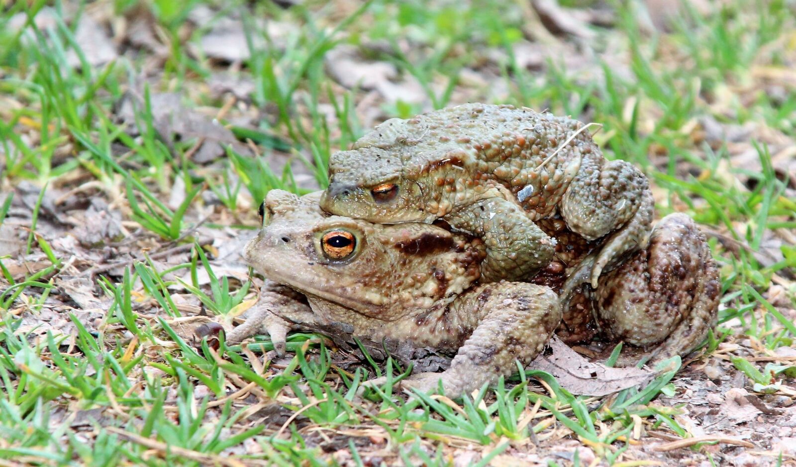 Canon EOS 1300D (EOS Rebel T6 / EOS Kiss X80) sample photo. Toads, nature, animal photography