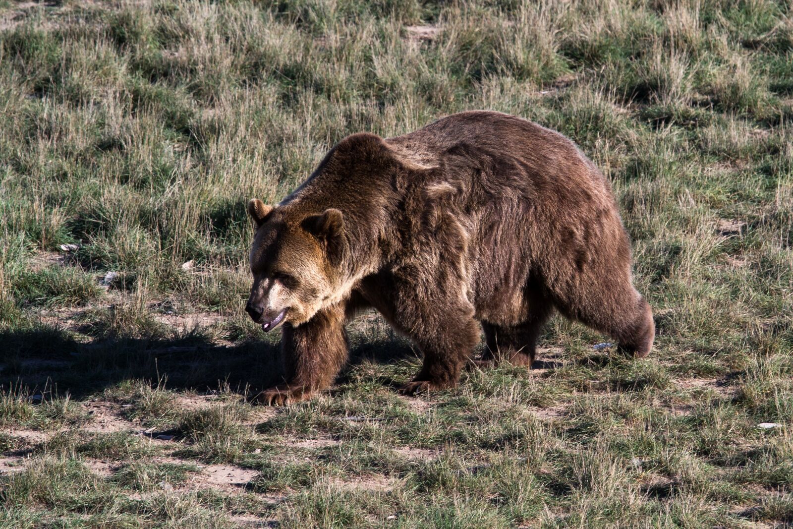 Canon EOS 7D sample photo. Grizzly bear, brown bear photography