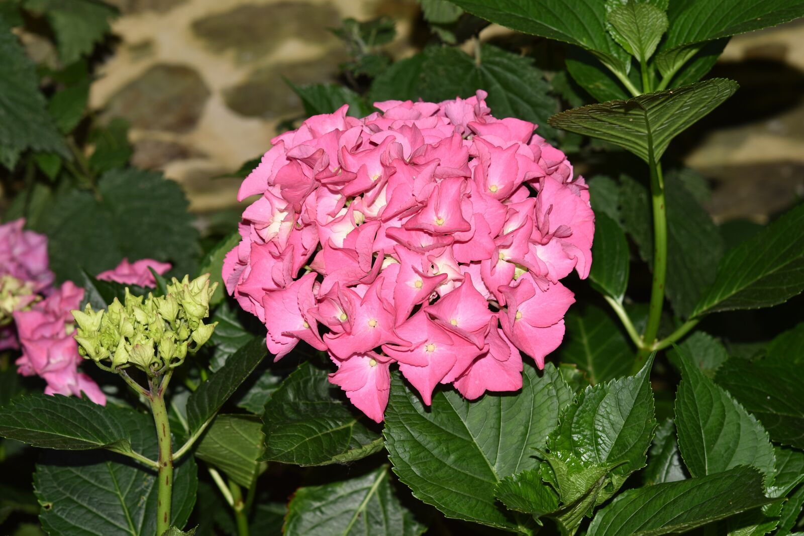 Nikon D5600 sample photo. Flower, flower hydrangea, hydrangea photography