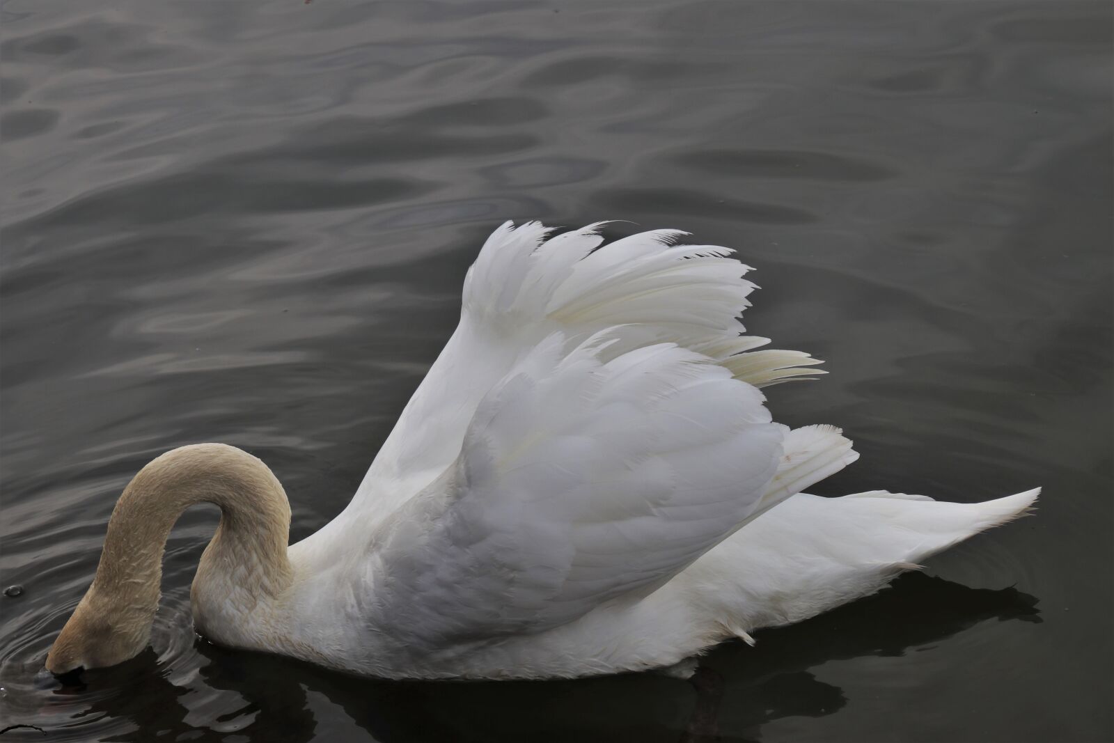 Canon EOS 80D sample photo. Neck, diving, swan photography