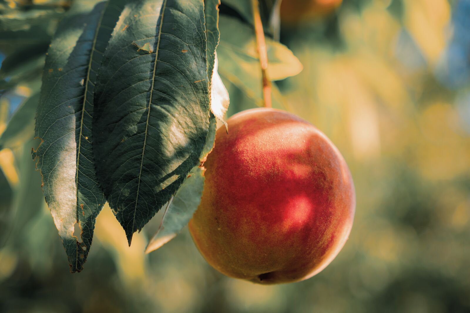 Nikon D7100 sample photo. Peach, fruit, healthy photography