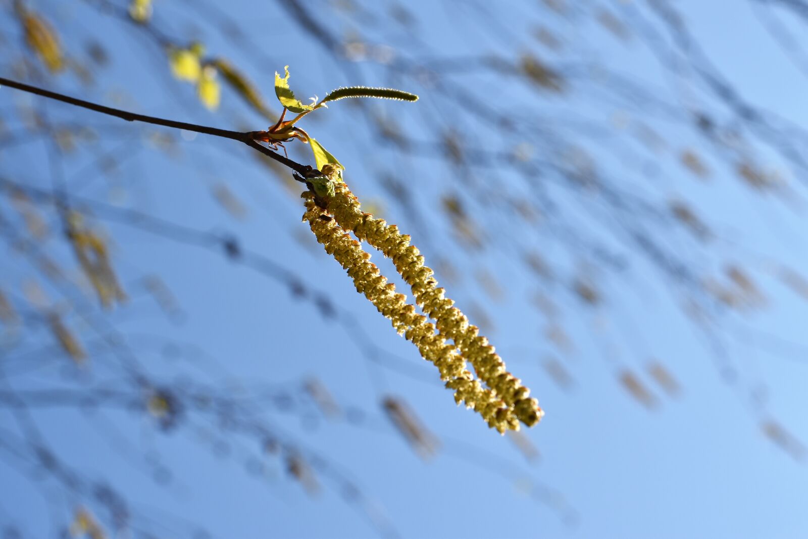 Nikon D5600 sample photo. Birch tree, catkins, green photography