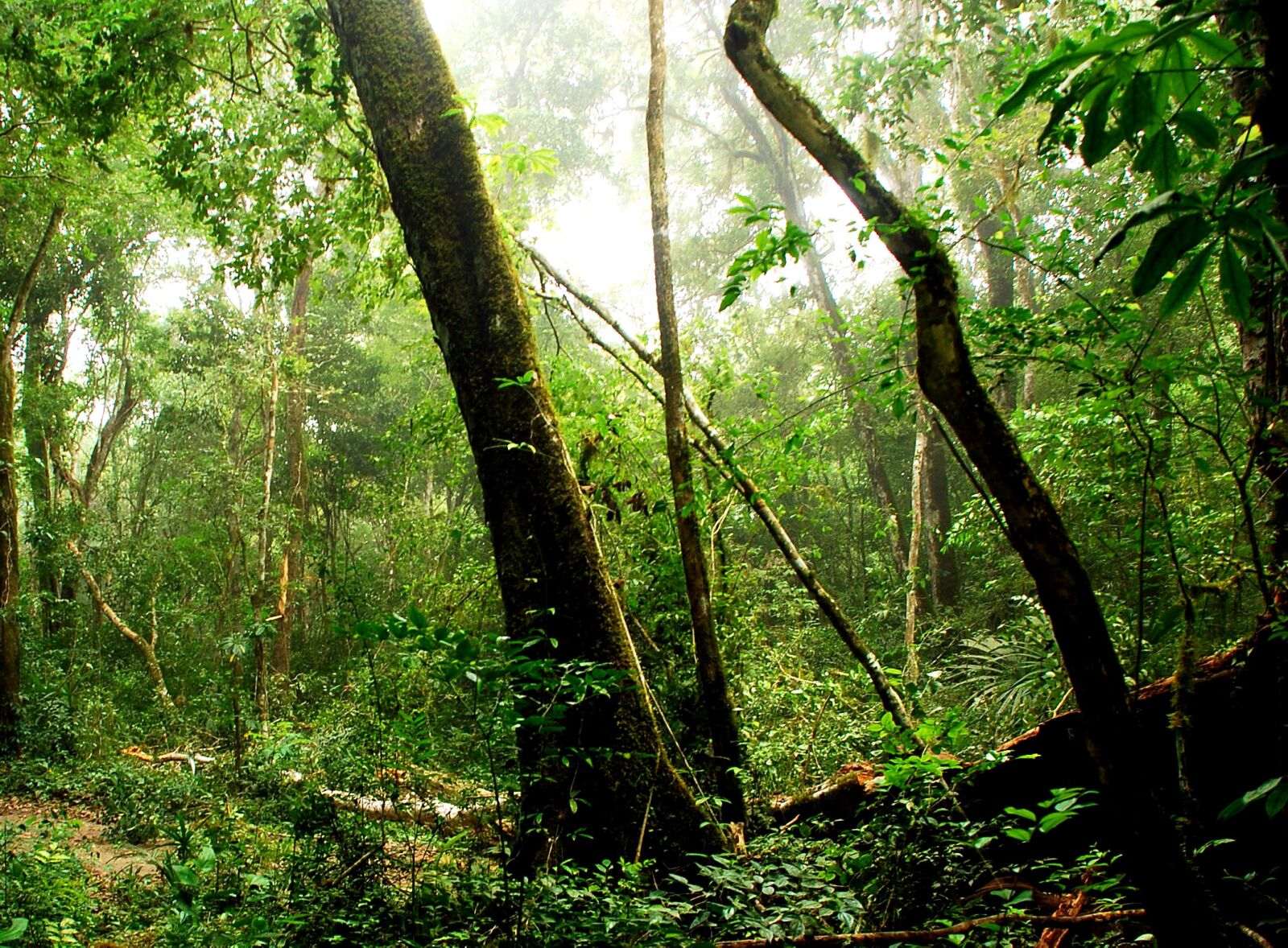Nikon D80 sample photo. Guatemala, maya, biosphere, reserve photography