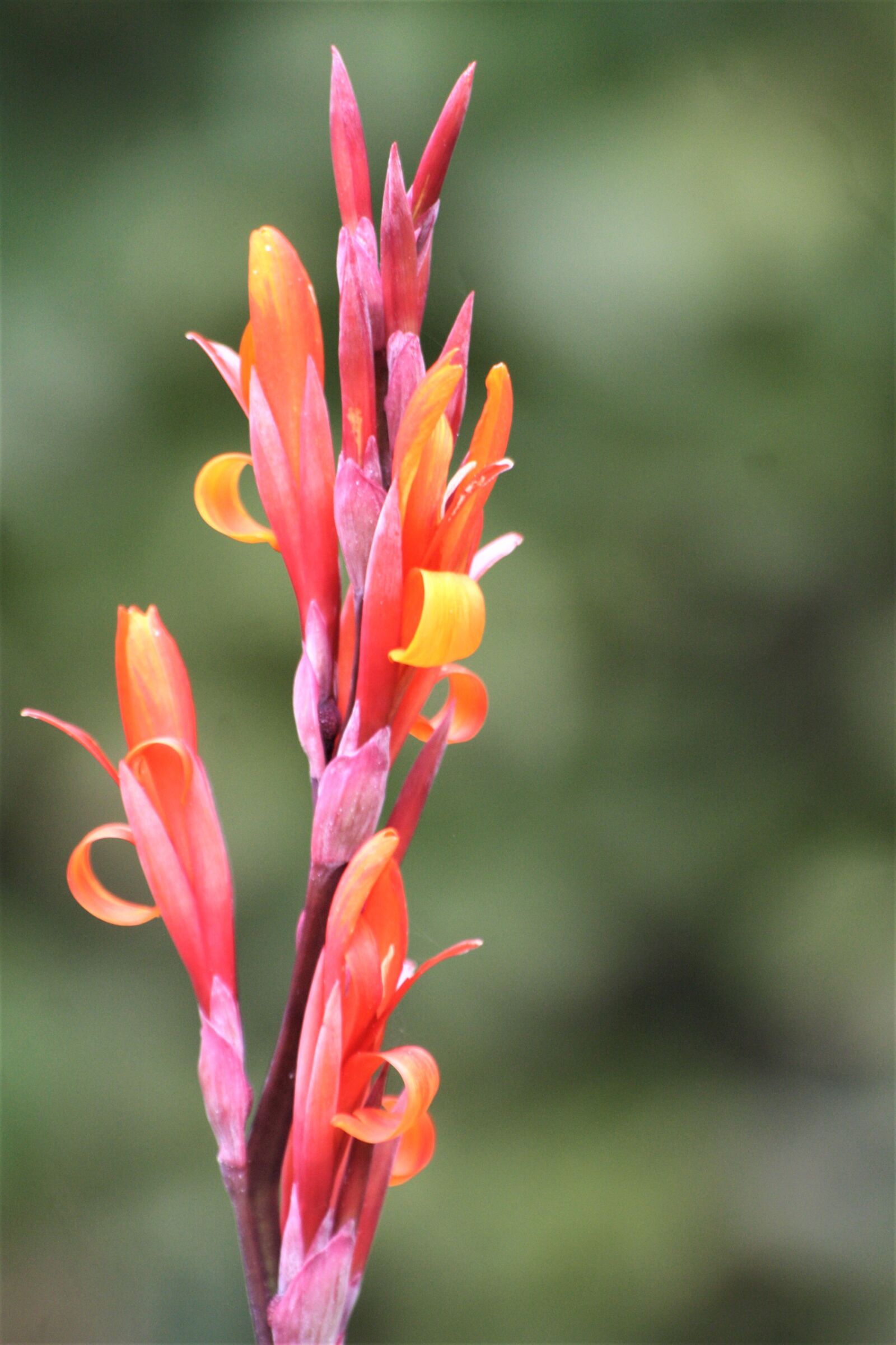 Canon EOS 1000D (EOS Digital Rebel XS / EOS Kiss F) sample photo. Floral tube, blossom, bloom photography