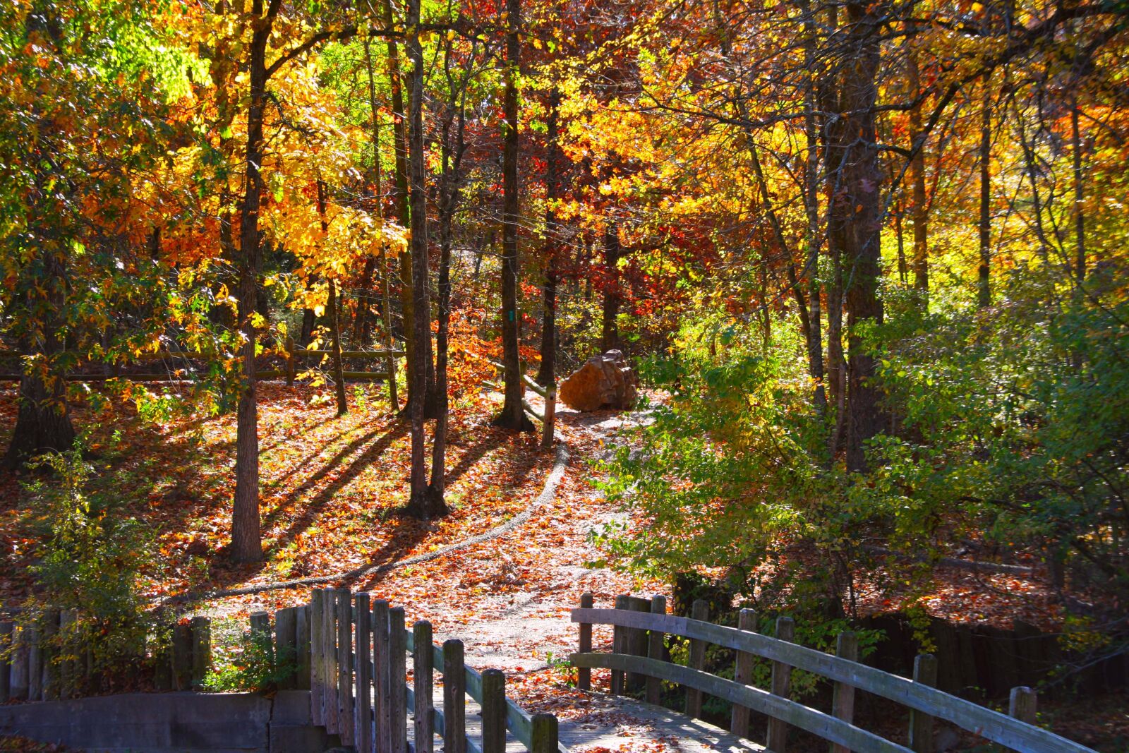 Canon EOS 40D sample photo. Fall trees, colorful, nature photography