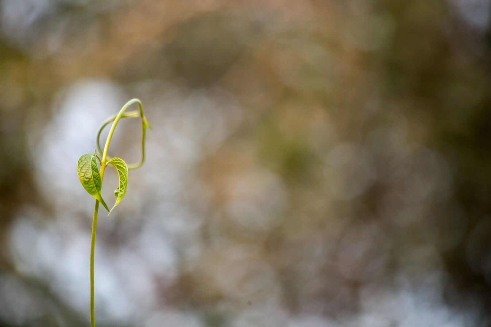 Canon EOS 5D Mark II sample photo. Nature, flora, desktop photography