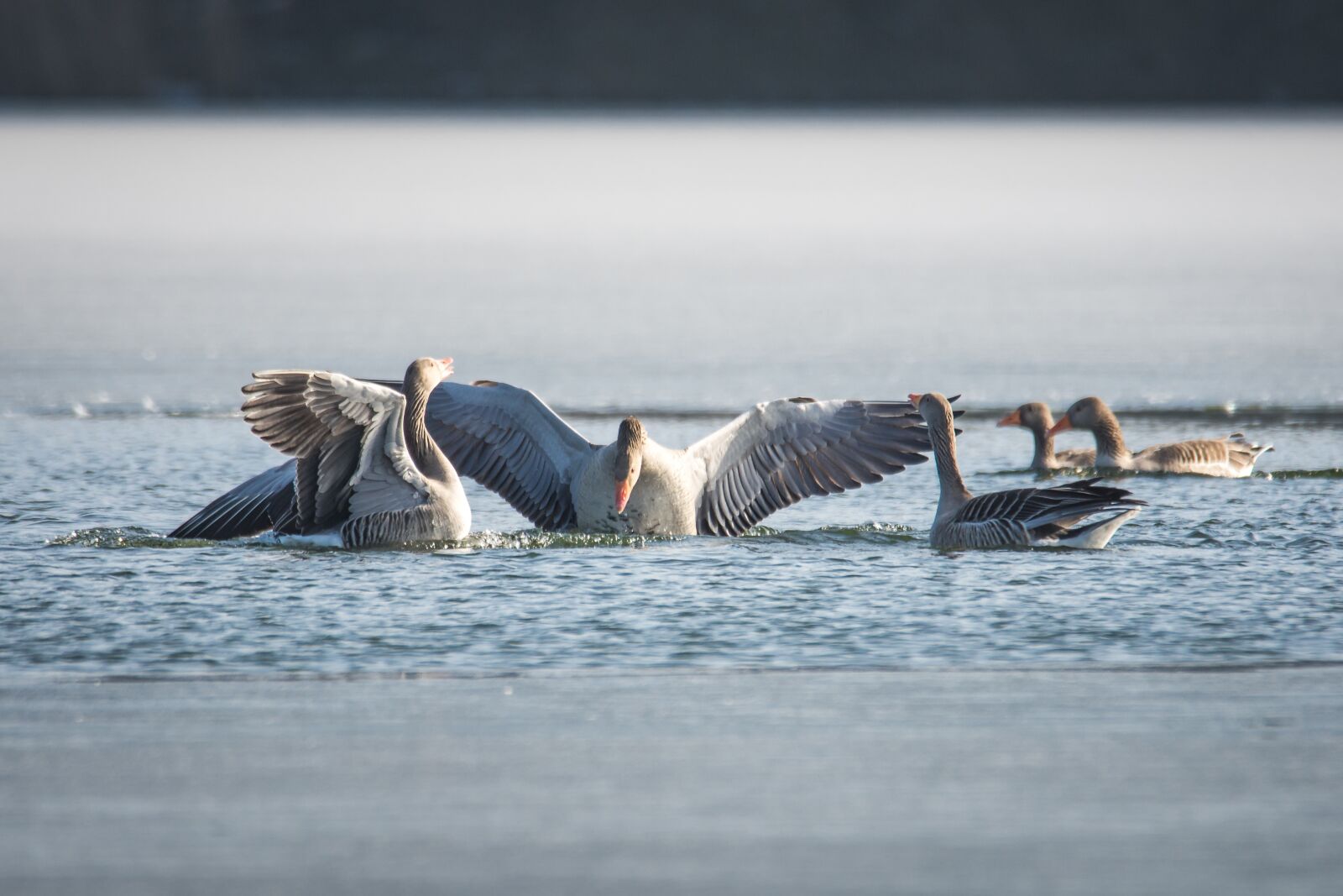 Nikon D7200 sample photo. Waters, bird, nature photography