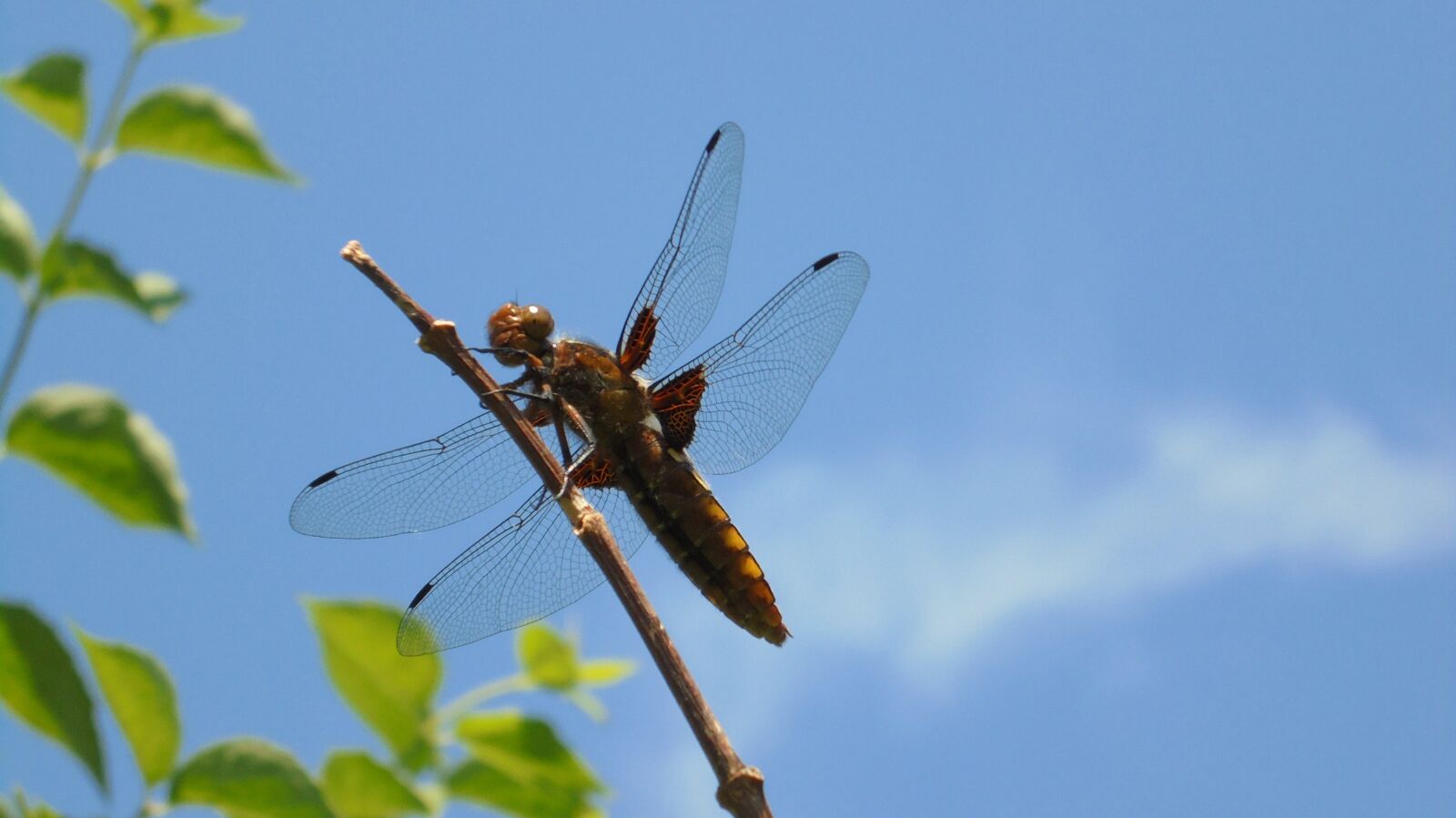 Sony Cyber-shot DSC-W810 sample photo. Dragonfly, flat belly dragonfly photography