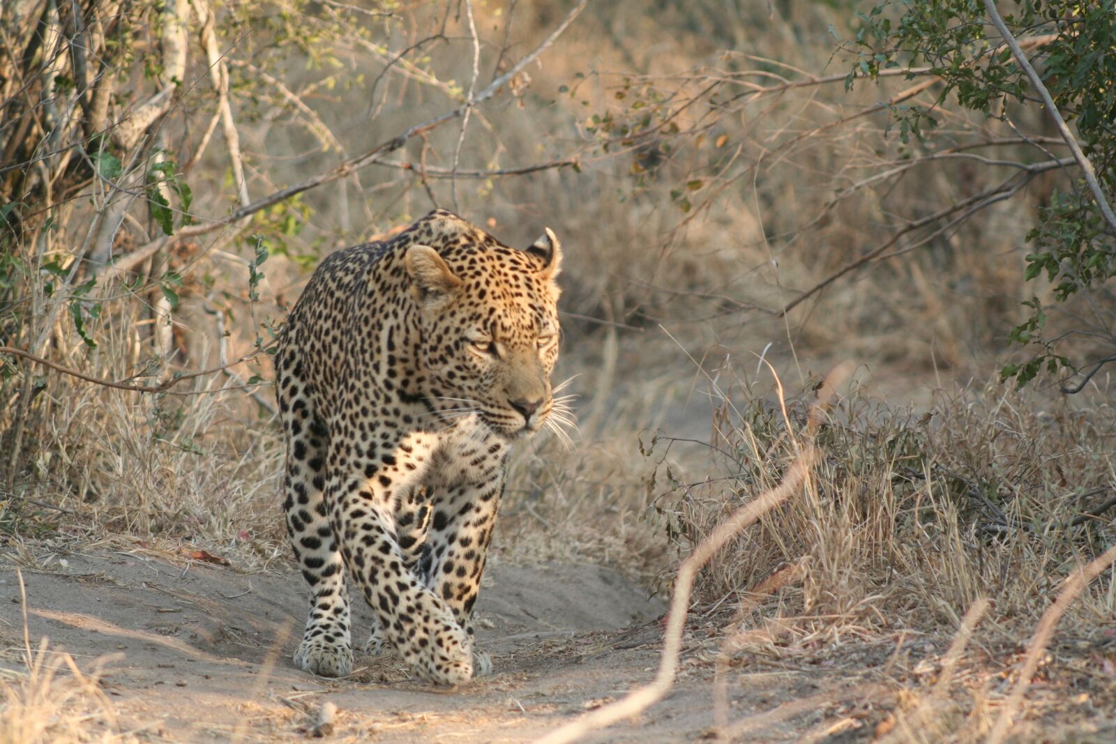 Canon EOS 350D (EOS Digital Rebel XT / EOS Kiss Digital N) sample photo. Mammal, animal, leopard photography