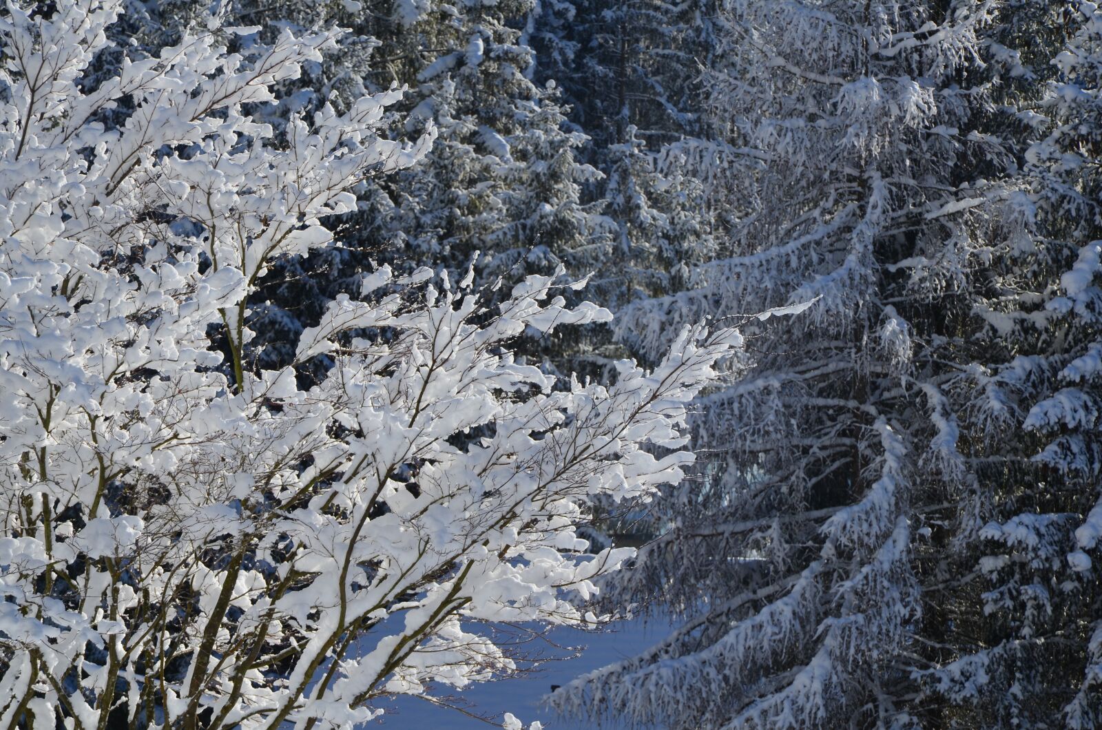 Nikon D5100 sample photo. Ice, snow, winter photography