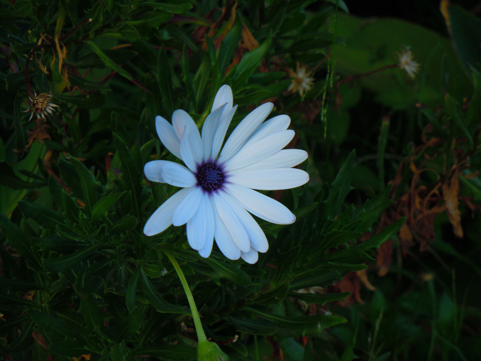Nikon Coolpix S8000 sample photo