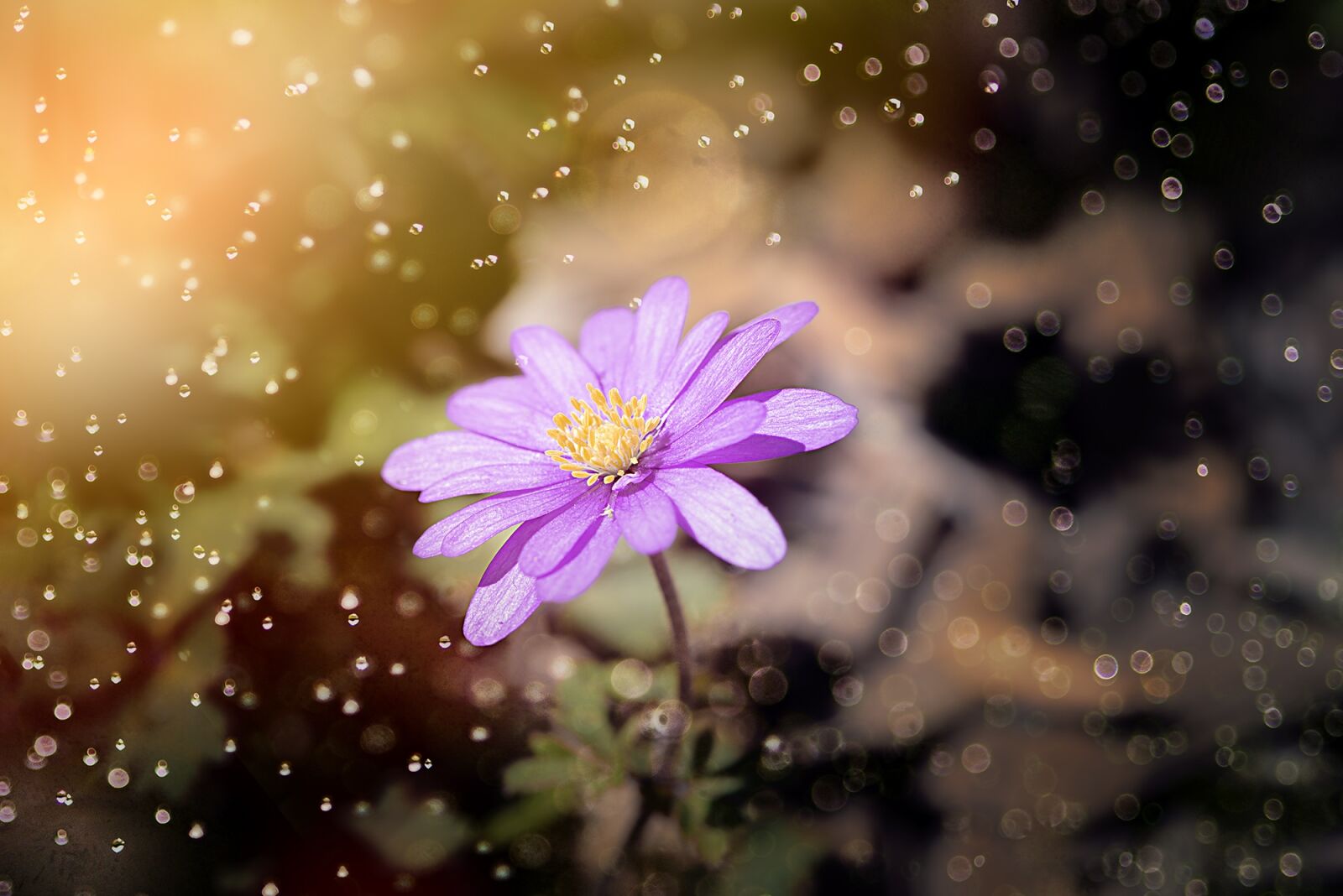 Nikon D750 sample photo. Balkan anemone, anemone, flower photography