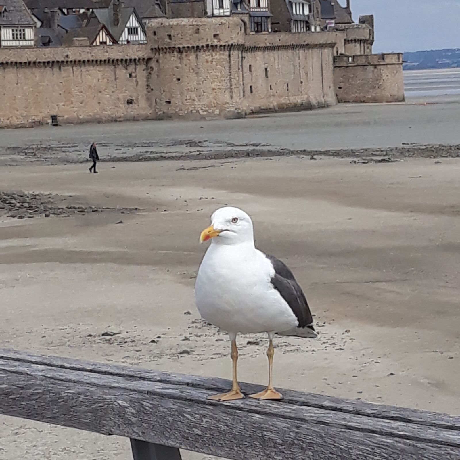 Samsung Galaxy J5 sample photo. Gull, sea, ocean photography