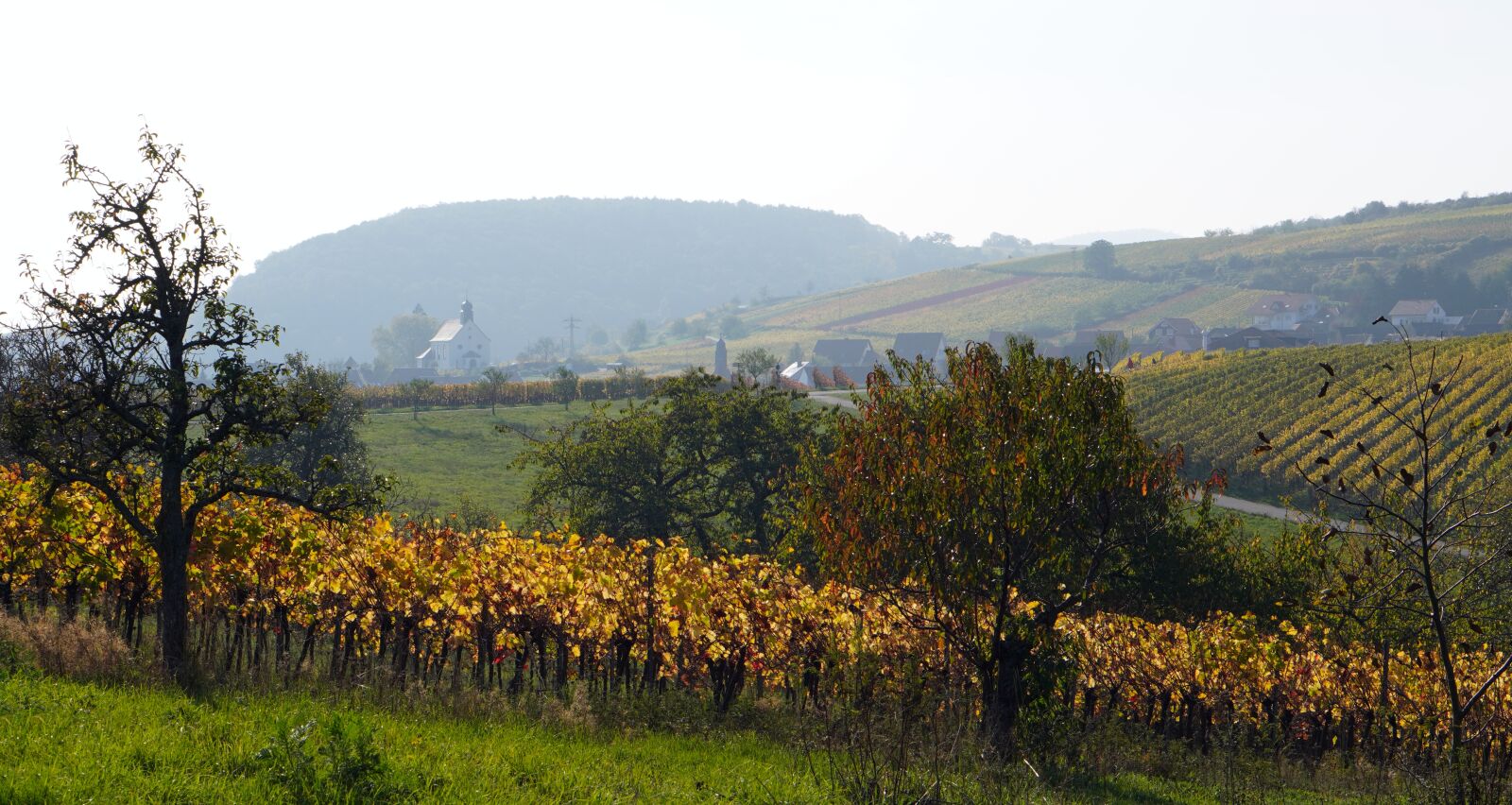 E 50mm F1.8 OSS sample photo. Vineyards, autumn, winegrowing photography