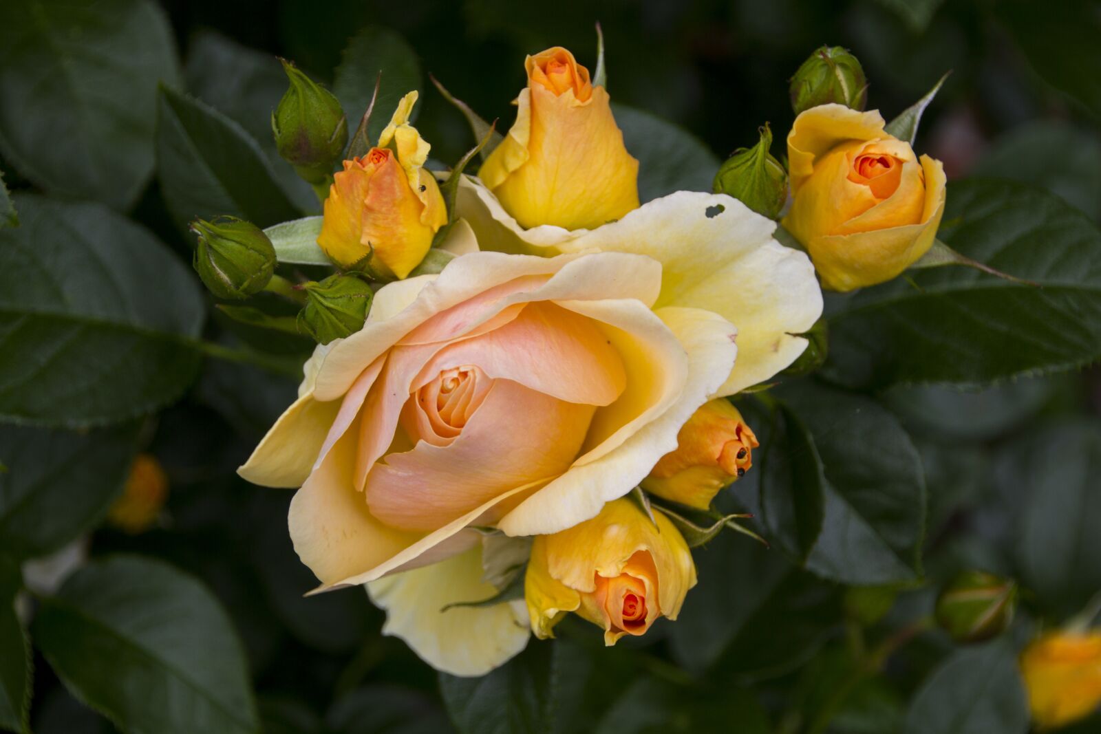 Canon EOS 60D sample photo. Rose, flower, blossom photography