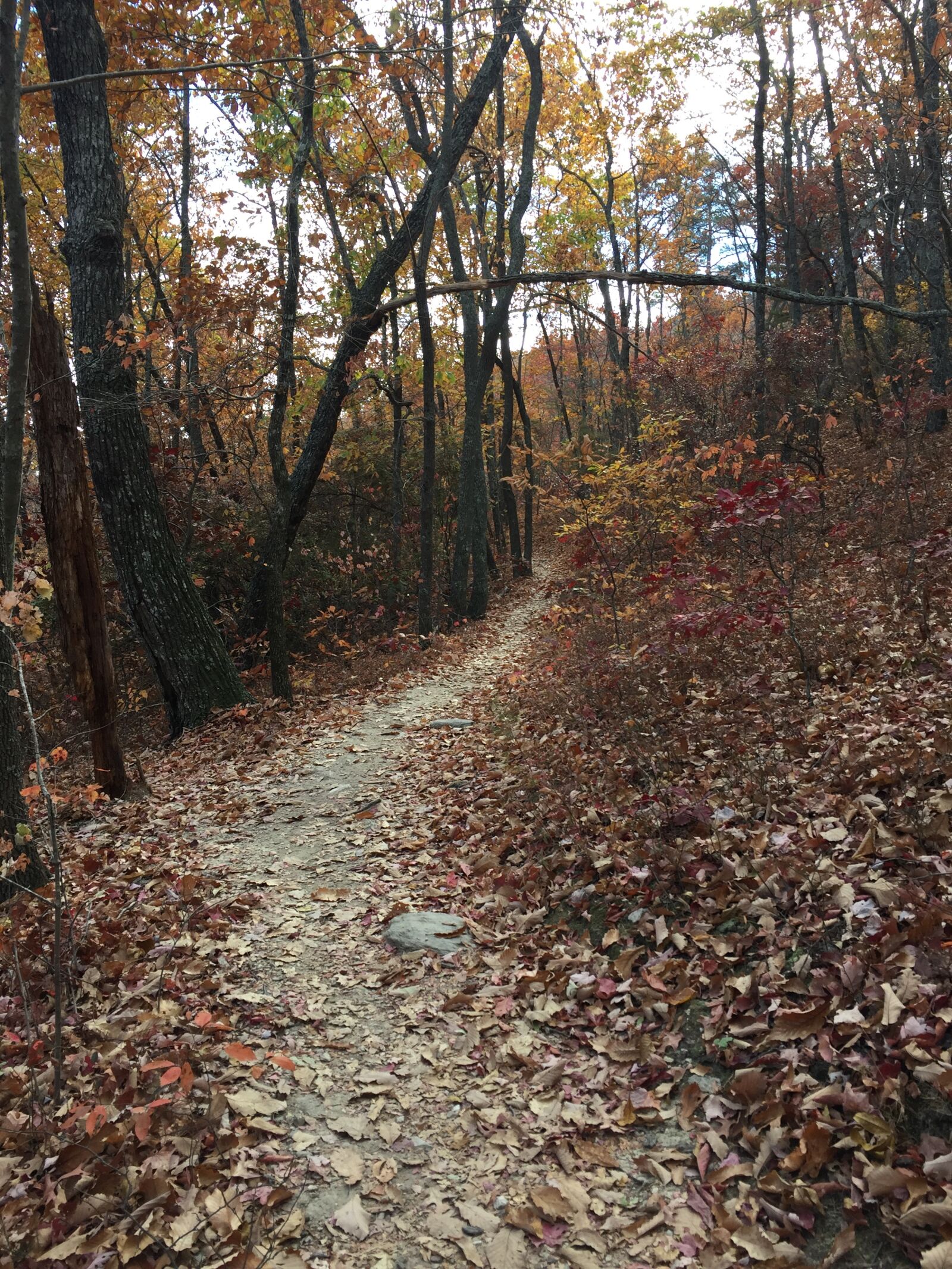 Apple iPhone 6 sample photo. Trail, forest, path photography
