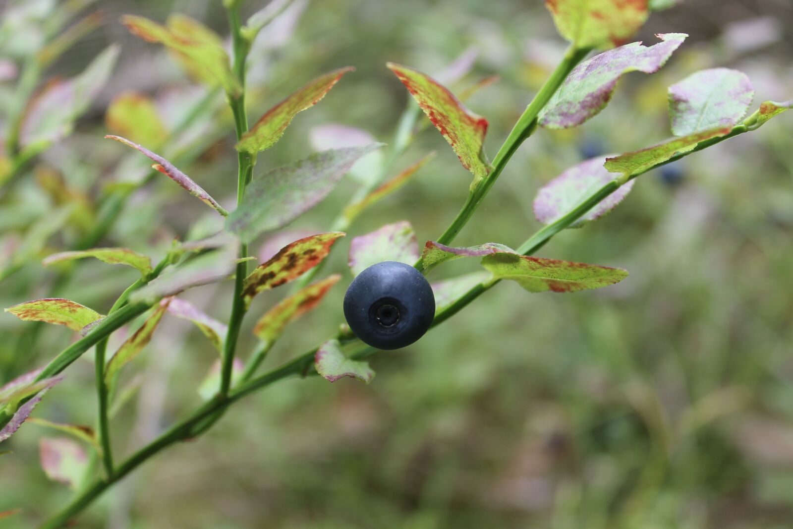 Canon EOS 1100D (EOS Rebel T3 / EOS Kiss X50) sample photo. Blueberry, summer, berry photography