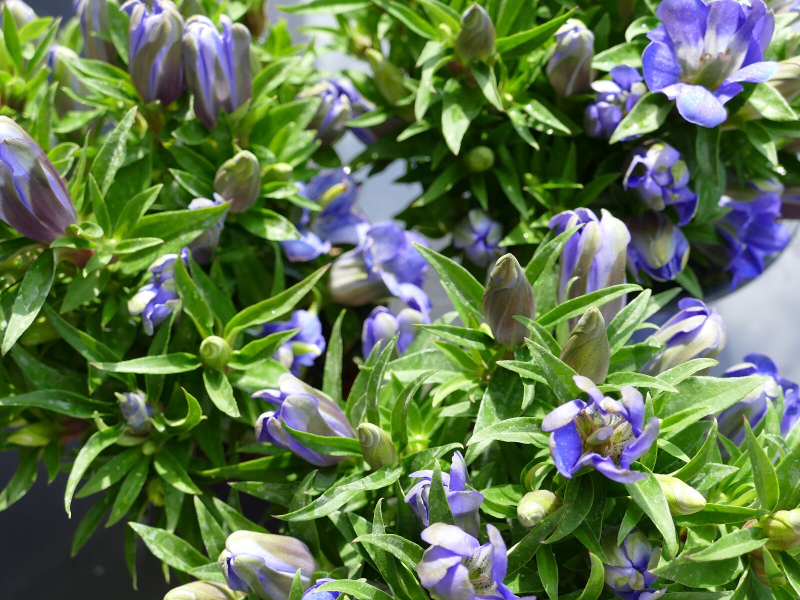 Panasonic Lumix DMC-FZ1000 sample photo. Gentian, alpine flower, pointed photography