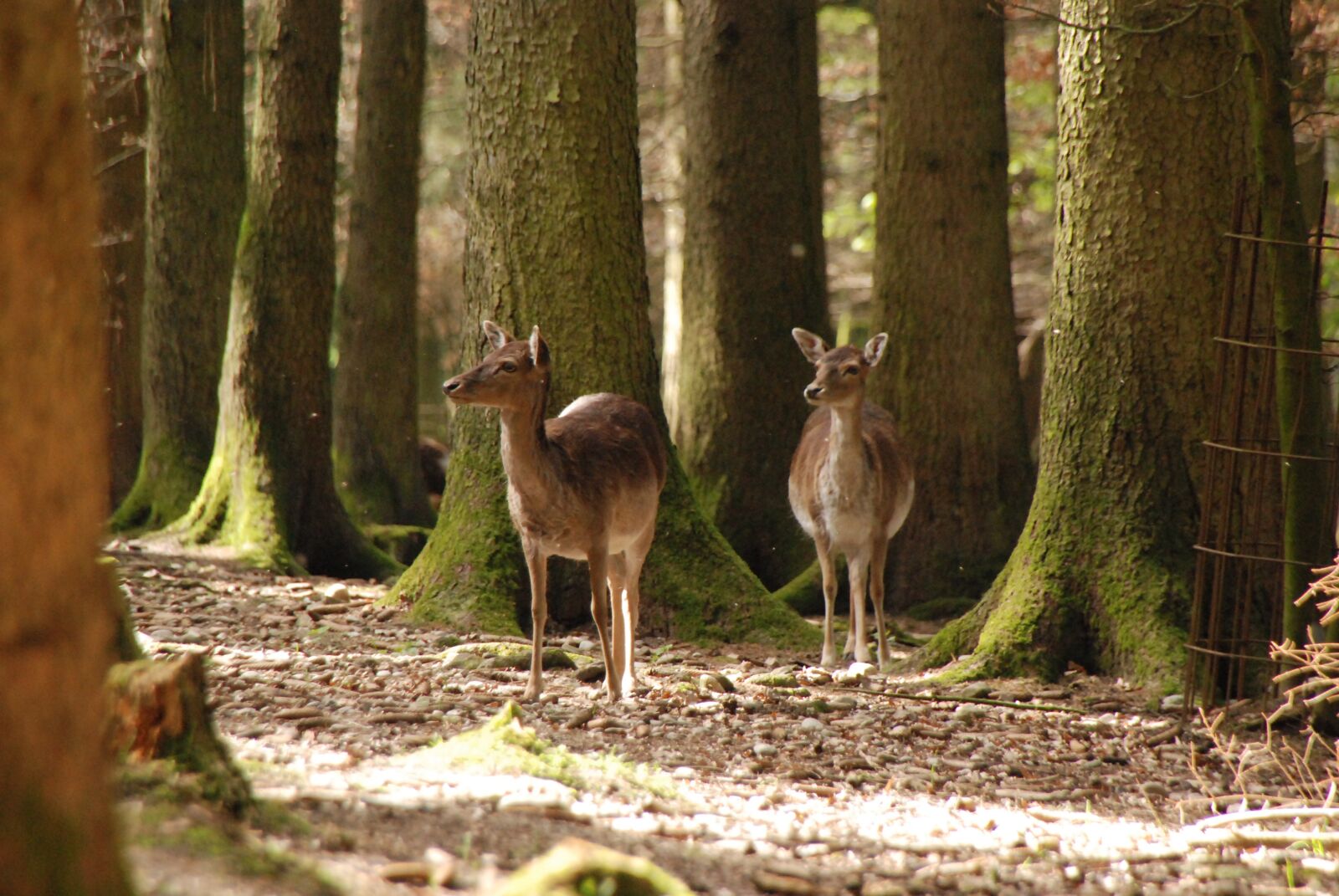 Nikon D80 sample photo. Animal, zoo, nature photography