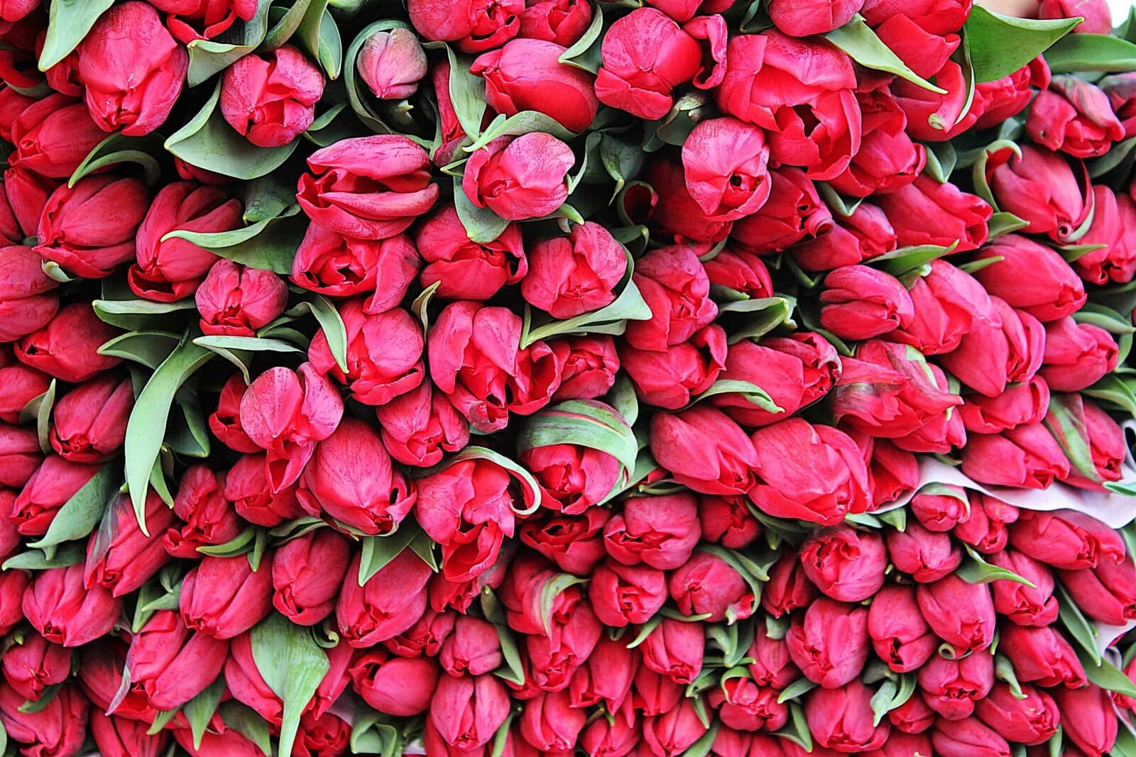 Canon EOS 550D (EOS Rebel T2i / EOS Kiss X4) sample photo. Red tulip, bouquet, garden photography