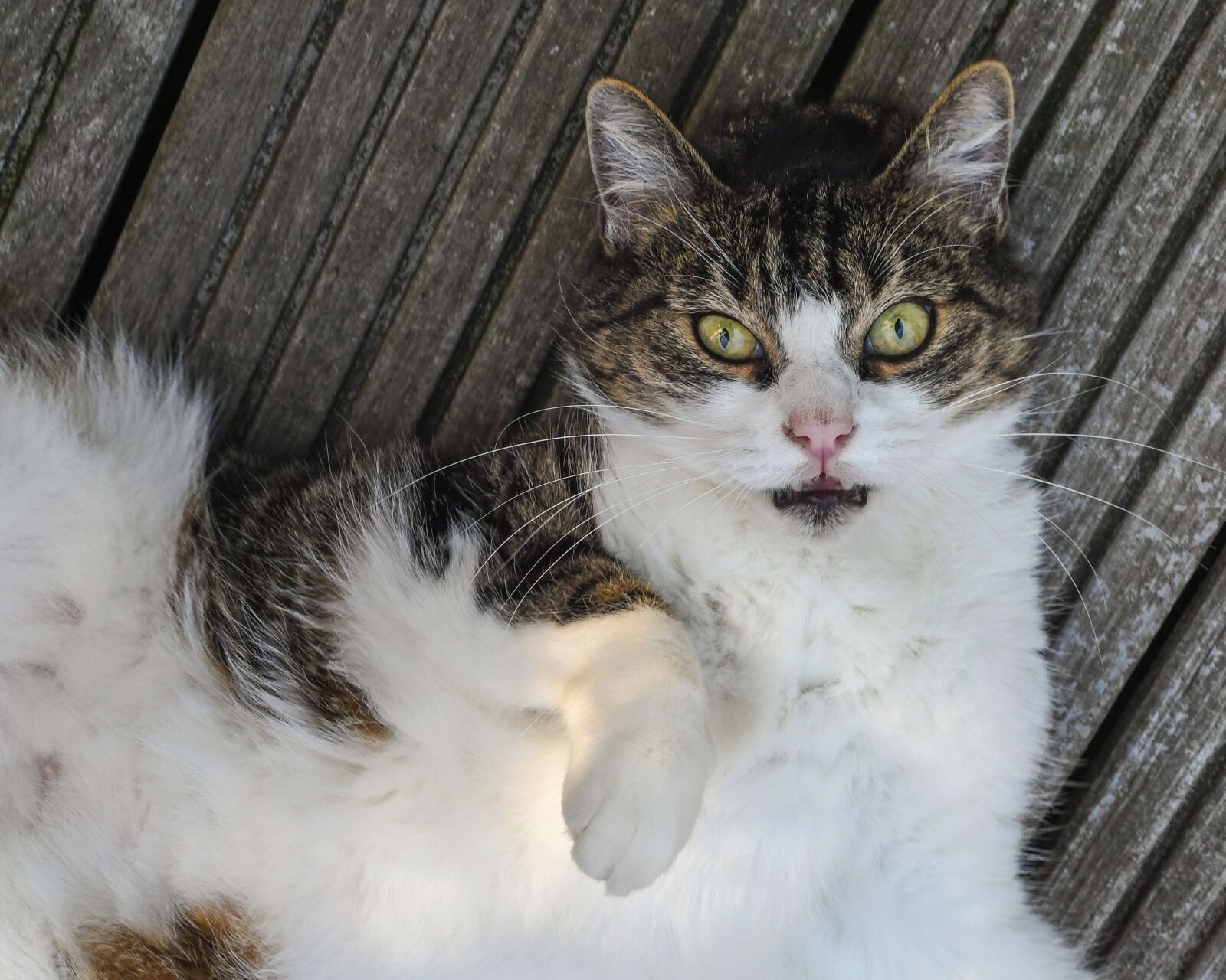 Nikon D500 sample photo. Cat, play, terrace photography