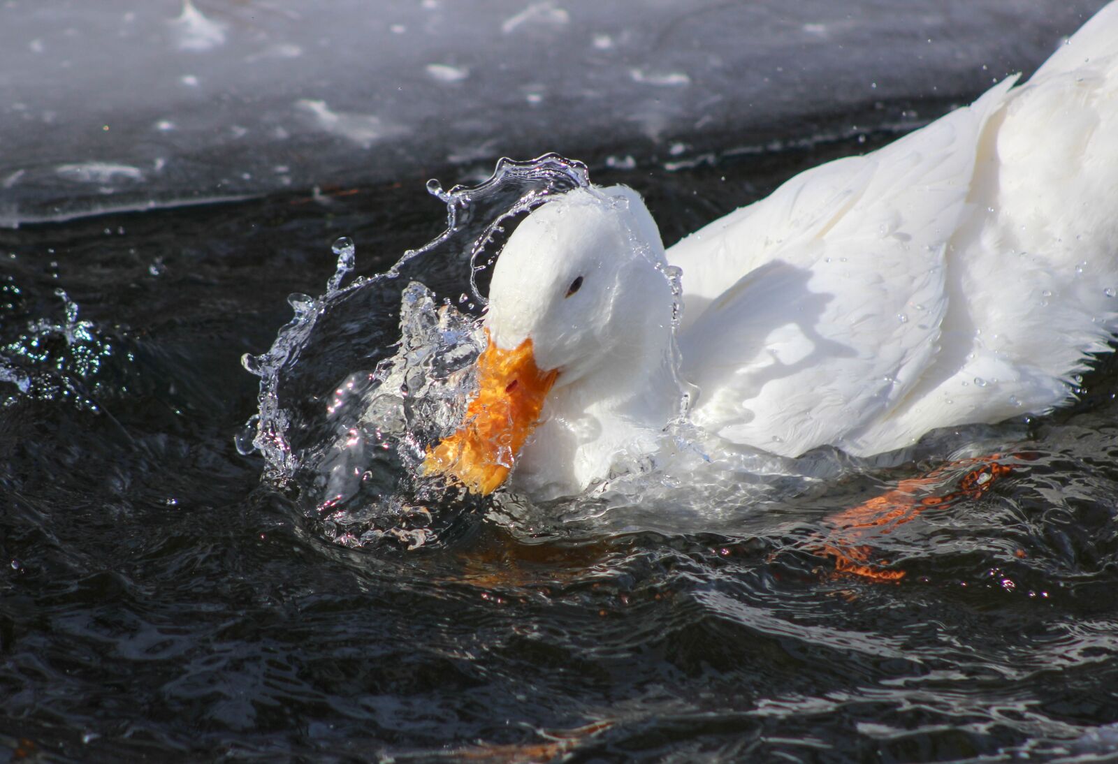 Canon EOS 600D (Rebel EOS T3i / EOS Kiss X5) sample photo. Water, sea, nature photography