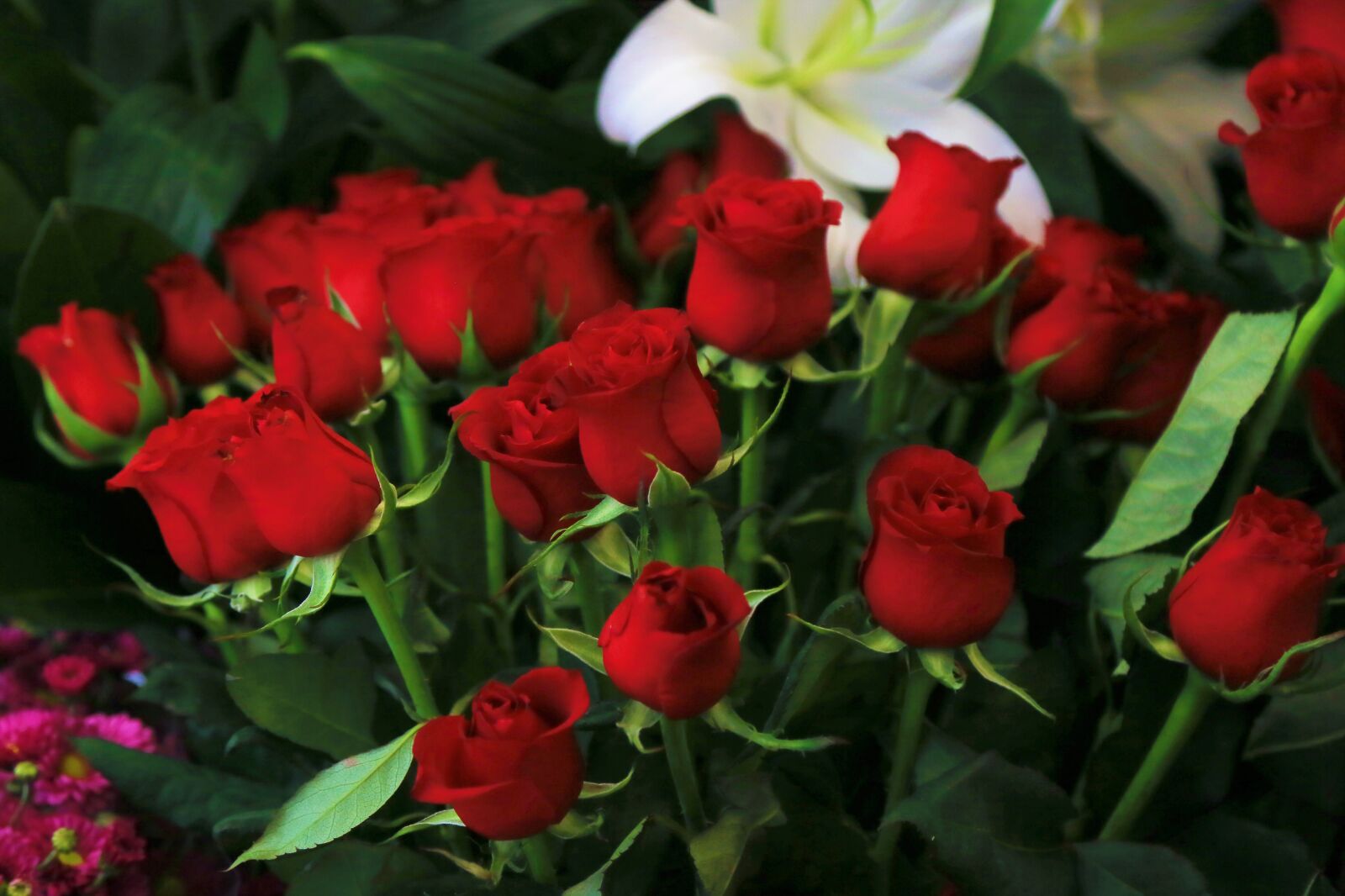 Canon EF 24-105mm F4L IS USM sample photo. Roses, spring, red photography